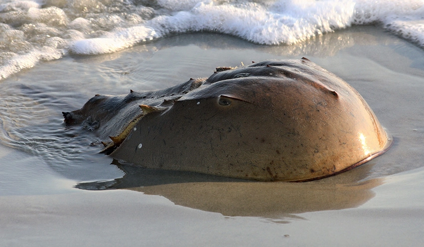 Photo of a Horseshoe crab at the beach