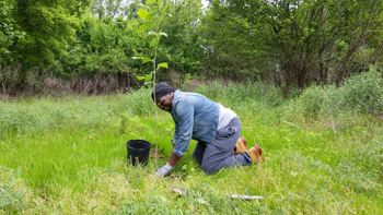 Planting park-wide trees