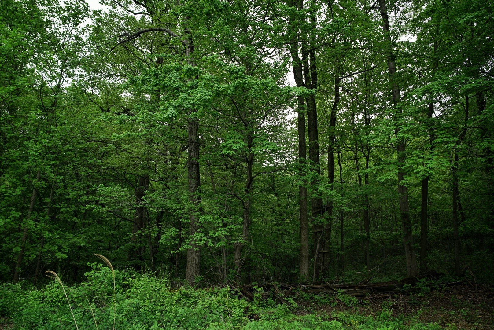 Tell East Whiteland Board of Supervisors to Invest in Creating a Beautiful and Natural Recreational Space